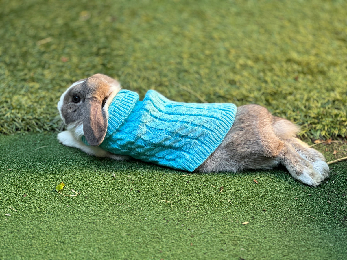 All About Rabbits | Pet Bunnies – Rabbits Down Under