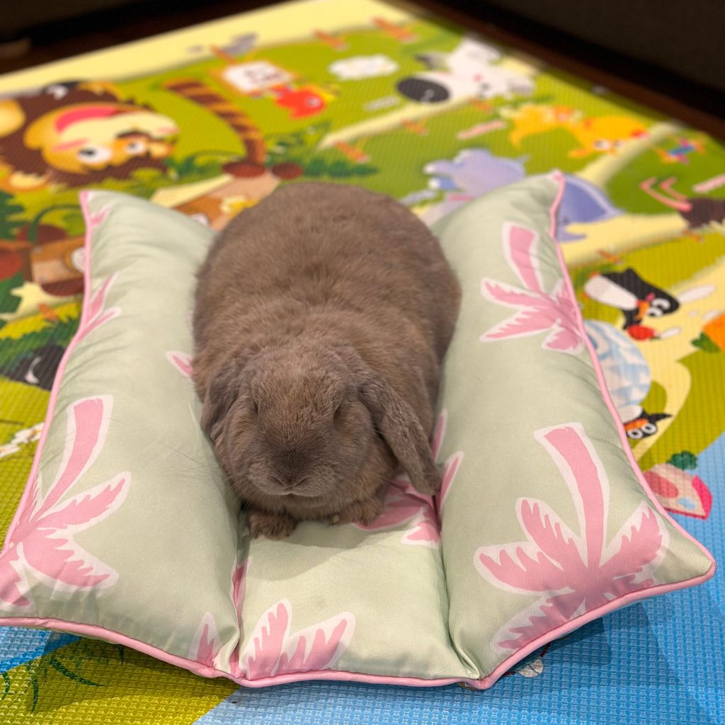 Lap'n Lounger Bunny Bed - Rabbits Down Under