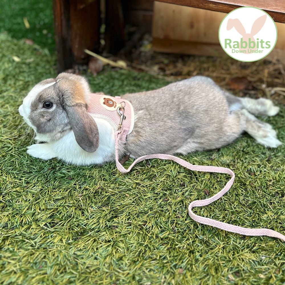 Rabbit Harness and Leash Set – Rabbits Down Under