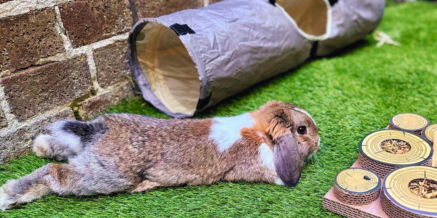 TopRated Rabbit Toys Australia Boredom Busters & Enrichment Fun
