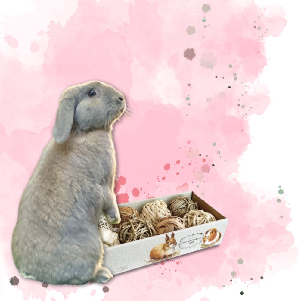 Rabbit playing with toys from Rabbits Down Under, enjoying enrichment and fun.