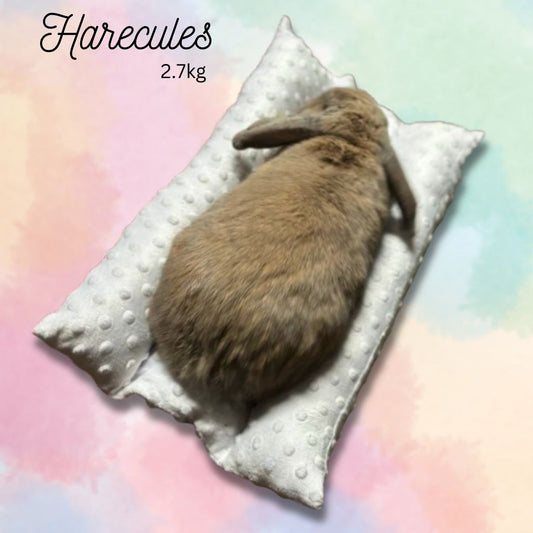 Snuggle Bunker Rabbit Beds