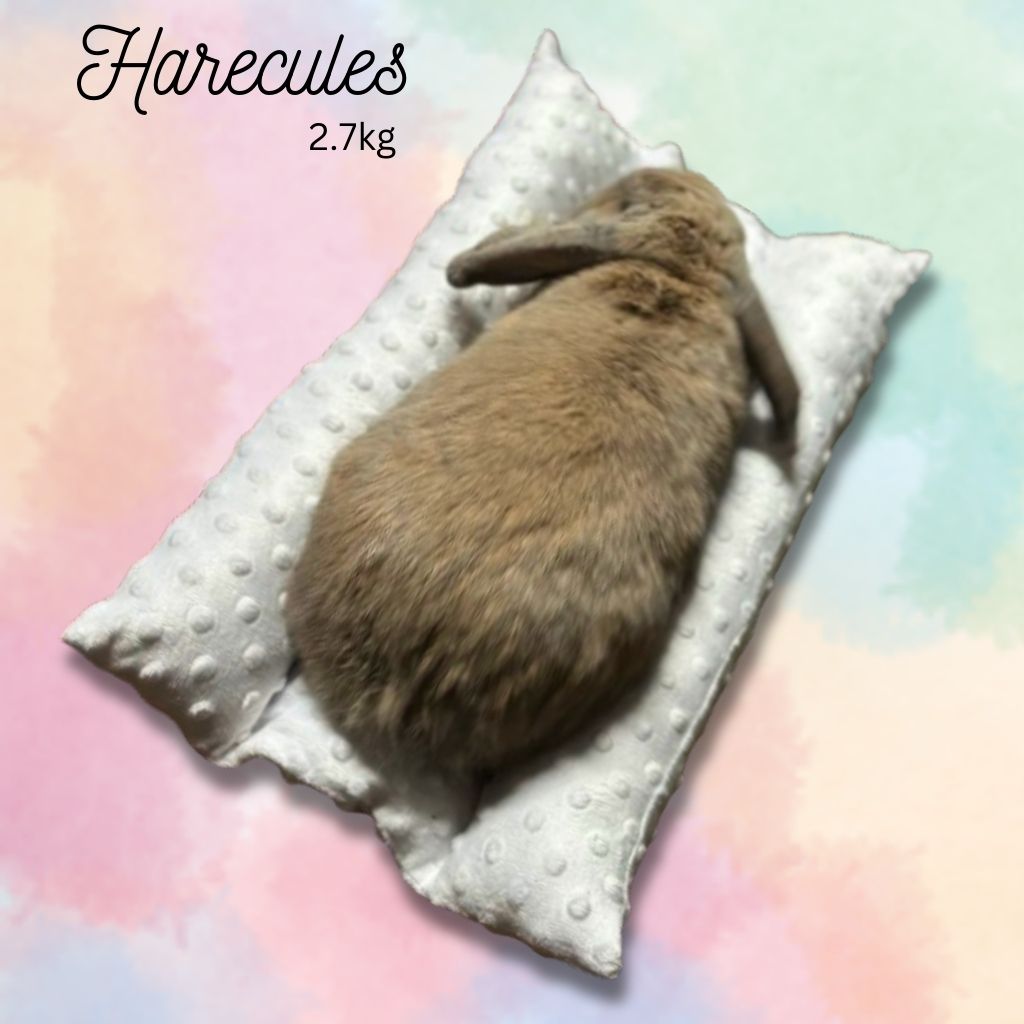 Snuggle Bunker Rabbit Beds
