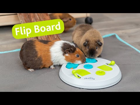 Flip Board Strategy Game for Rabbits